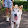 楽しい散歩前と散歩後で、表情が違い過ぎる柴犬タロさん