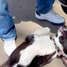 散歩中『大好きなおじさん』と再会した犬２匹…思った以上に『久しぶりに会えて大喜びする姿』に「デレデレでかわいい」「にやけちゃう」の声