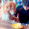 犬の目の前で『パンを食べた』結果…圧が凄すぎる『我慢の仕方』と可愛らしい結末が137万再生「切ない表情が可愛いｗ」「食べた気しない」