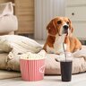 犬が炭酸飲料を飲んだ…問題ない？飲ませてはいけない理由や注意すべきことを解説