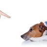 犬に絶対NGな『飼い主の態度』4選　愛犬との信頼関係が崩壊する最悪な行動とは？