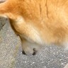 『君がいなかったら気付かなかった』散歩中、ふと立ち止まった犬の足元に…優しくて尊い光景が207万表示「小さな幸せ」「素敵」と絶賛の声