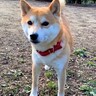 なぜかドッグランでクーンと鳴く犬…帰ろうとしない『可愛すぎる理由』が29万再生「アピール可愛すぎる…反則」「ニヤニヤが止まらないｗ」