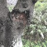 四日市の「海蔵川桜まつり」今年は開催中止、倒木や落枝の怖れ、実行委員会発表