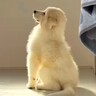 どこにでもついてくる『超大型犬の子犬』が成長した結果…まだまだ赤ちゃんすぎる『甘えん坊な光景』が４万再生　まるで白くまのような姿に悶絶