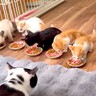 ８匹の保護子猫のご飯タイム→１列にならんで食べさせたら…想像以上に『尊すぎる光景』に「大変そうだけど可愛い」「みんな元気でなにより」