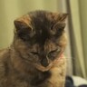 家族が食事する姿を猫が眠そうに見ていると思ったら…まさかの『展開』が5.5万再生「なかなかの策士」「気まぐれで自己中なのがカワイイ」
