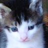 こんなにも小さくて可愛かった子猫が…完全に想定外の成長をとげた『衝撃の現在』に10万人がいいね「別猫ｗ」「ギャップがたまらん」