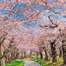 春になって外出しやすくなったら、北海道民はまずは外出したい！？
