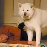 布団で寝るお父さん→秋田犬も一緒に寝るのかと思いきや…まさかの『睡眠を妨害しまくる姿』に爆笑「見てるだけで癒やされる」「賢いｗ」