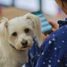 愛犬が落ち込んでしまう飼い主の2つの行動　つい無意識にやりがちな接し方から適切なケアまでご紹介