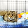 『ペットホテルに預けられた猫』が感じていることとは？考えられる3つの心理とアフターフォロー
