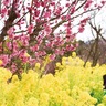 花菜ガーデン　春風待つ梅見頃　菜の花と競演も