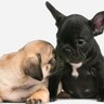 『体臭が強い』といわれている犬種６選　愛犬の体が臭いときにできる対処法をご紹介