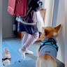 新学期で女の子がランドセルを背負うと、犬が…わかりやす過ぎる『愛おしい反応』が234万再生「背中で語り過ぎてる」「ふて寝可愛いｗ」