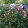 国営越後丘陵公園（新潟県長岡市）のバラ園、世界バラ会議で優秀庭園賞を受賞