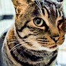 ｢犬猫保護の負担減らしたい｣　市内で団体設立　活動１年