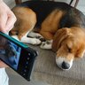 犬をスマホで撮影するときの『NG行為』5選　意外と知らない愛犬への悪影響とは？