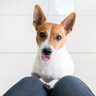 犬が『抱っこ』を要求しているときにする行動5選　愛犬におねだりされたら応えるべき？