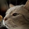 猫に与えがちな『人の食べ物』5選　かつお節、煮干し…あげても大丈夫？