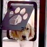 庭で遊んでいた3頭の大型犬→網戸につけた『犬用ドア』で部屋に入ろうとしたら…完全に想定外な『豪快すぎる結末』が13万再生の反響