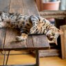猫はどうし