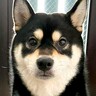 犬の前でうっかり『散歩』と言ってしまった結果…まさかの姿が可愛すぎると247万表示「行くしかないｗｗ」「飼い主に二言はない」と爆笑