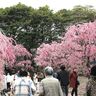 春の花のリレーが展開中、桑名市の「なばなの里」、梅、河津桜、チューリップへと見ごろ次々