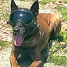 捜索救助犬がヘルメットを装着したら…かっこ良すぎる『ヒーローのような凛々しい姿』が197万回表示「初めて見た」「ロボコップ感すごい」