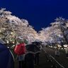【ついに満開に】日本三大夜桜の高田城址公園　雨の中ソメイヨシノが咲き誇る