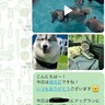 お義母さんに『大型犬が遊ぶ写真』をLINE→届いた返信が…想定外だった『まさかの疑い』に「倍はあって草」「なんて大きいモフモフｗ」の声