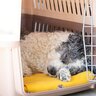 犬と生活する上で欠かせない『配慮』とは？愛犬の個性に合わせた接し方から注意すべきことまで