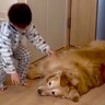 朝、起きてきた男の子→真っすぐ大型犬のもとに向かい…『最高すぎる二度寝ルーティン』が542万再生「反則級の可愛さ」「腕枕たまらん」と絶賛