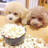 犬の前でポップコーンを作ってみた結果…ガチでパニックになる光景が『大惨事すぎる』と42万再生「あふれだしてるｗ」「器小さくて草」と爆笑