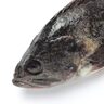 世界初＜クロソイ＞の全メス種苗生産に成功！　養殖の生産効率化への貢献が期待される