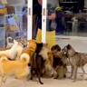 入院していた犬が退院、家に帰宅した結果…圧巻の『32匹の犬たちがお出迎えする様子』が衝撃的だと255万再生「愛を感じた」「感動で涙が」