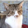 キッチンにいる猫→『右手』を見てみると……『まさかのポーズ』が可愛すぎると41万8000再生「拝みたくなる」「表情もポーズも最高」の声
