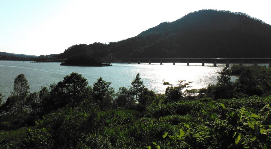 北海道アンモナイト　希産種 楽天市場】【送料無料】【アンモナイト/化石】 特大