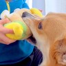 犬との『ぬいぐるみを取り合い』で女の子が怒ってしまった結果…『ごめんなさい』を言いに行く光景が泣けると61万再生「尊い世界」「涙腺崩壊」
