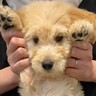 『こんなにも小さくて愛おしい赤ちゃん犬が…』たったの半年で信じられないほど成長した『ビフォーアフター』が13万再生「ビックリ」「可愛い」