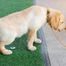 犬の『膀胱炎』で現れる症状4つ　発症する原因や予防法、注意すべきことまで解説