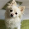犬も『悪知恵』を働かせることがある？わざと行動する心理から正しい対処法まで