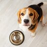 愛犬から『おやつのおねだり』がしつこい時はどうしたらいい？　飼い主ができる工夫や対処法をご紹介