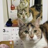 2015年から継続中のループ猫カレンダー　来年分も無事撮影終了