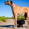 犬にまつわる『ギネス世界記録』５選　ワンコたちの信じられないレコードをご紹介