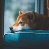 犬が『仮病しているとき』にみせるサイン4つ　嘘をつく理由や見分け方、対処法までご紹介