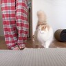 猫と新しい家に引っ越したら…まさかの『赤ちゃん返り』が可愛すぎると27万5000再生「ママ大好きだね」「うらやましい」の声