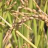 北海道の農業大学校が「米作り」に特化した新学科設立
