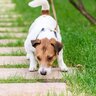 犬が好きな『臭いもの』とは？ニオイが強いものに夢中になってしまう理由まで解説
