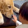 小さな男の子に見つめられる大型犬→じっとしていたら…『とんでもなく尊い行動』に悶絶「どっちも優しい」「癒やされた」「本当に仲良し」と反響